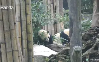 大熊猫宝宝喜豆 搜索结果 哔哩哔哩 Bilibili