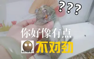 Tải video: 【八齿鼠】给八齿鼠做马杀鸡~舒服到露出大板牙~