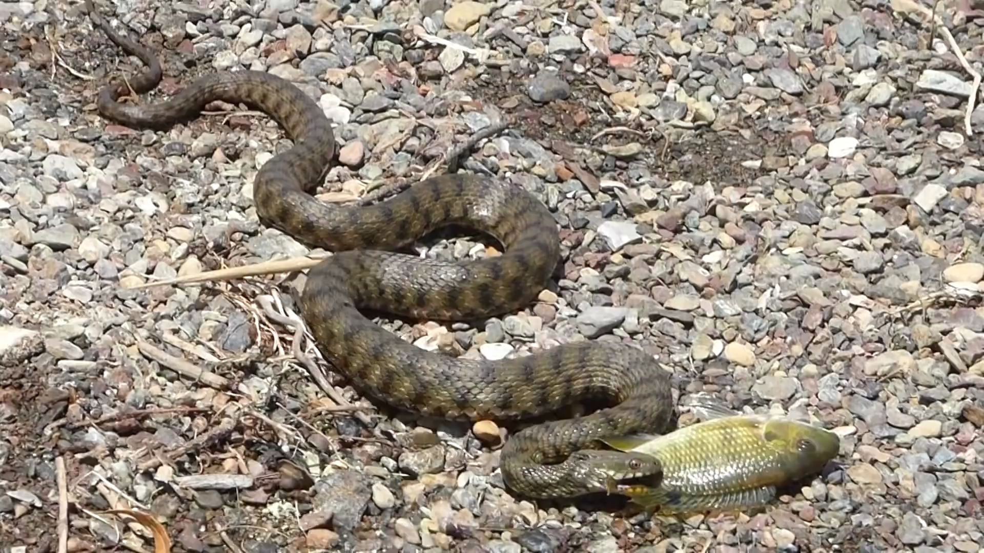 骰子蛇在他的午餐吃一条鱼.