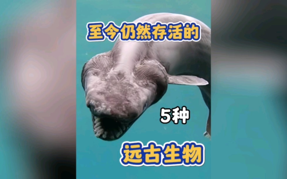 [图]至今仍然存活的物种远古生物！