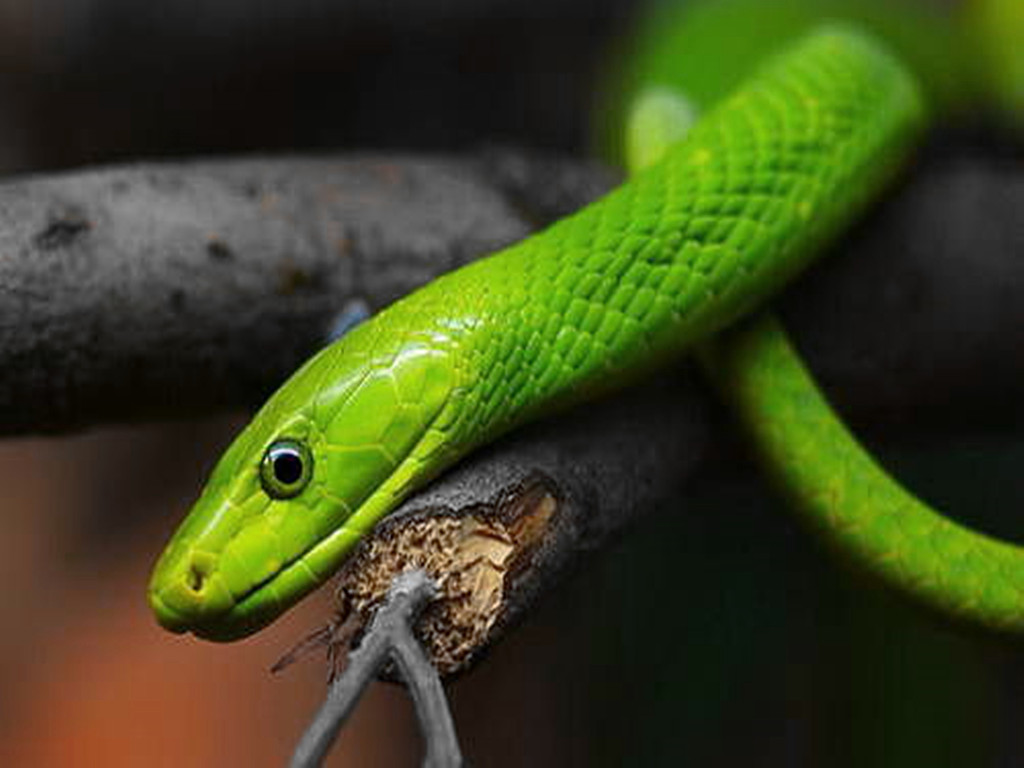 全球十大致命毒物蝎子只排第八第一竟然就在我们身边