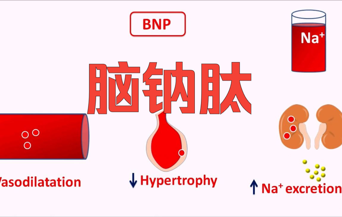 简单了解BNP(脑钠肽)哔哩哔哩bilibili