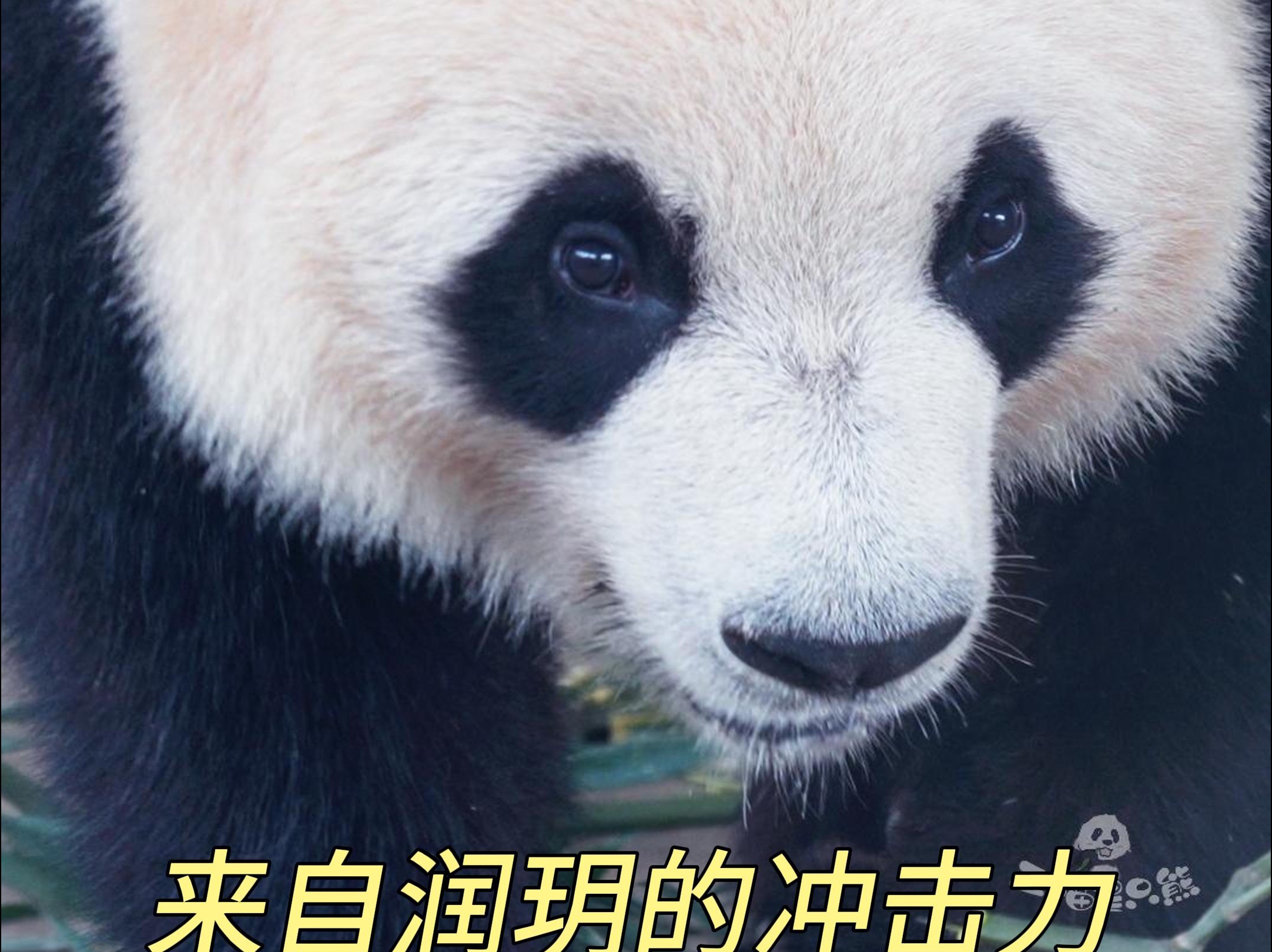 熊猫甜菜玉图片