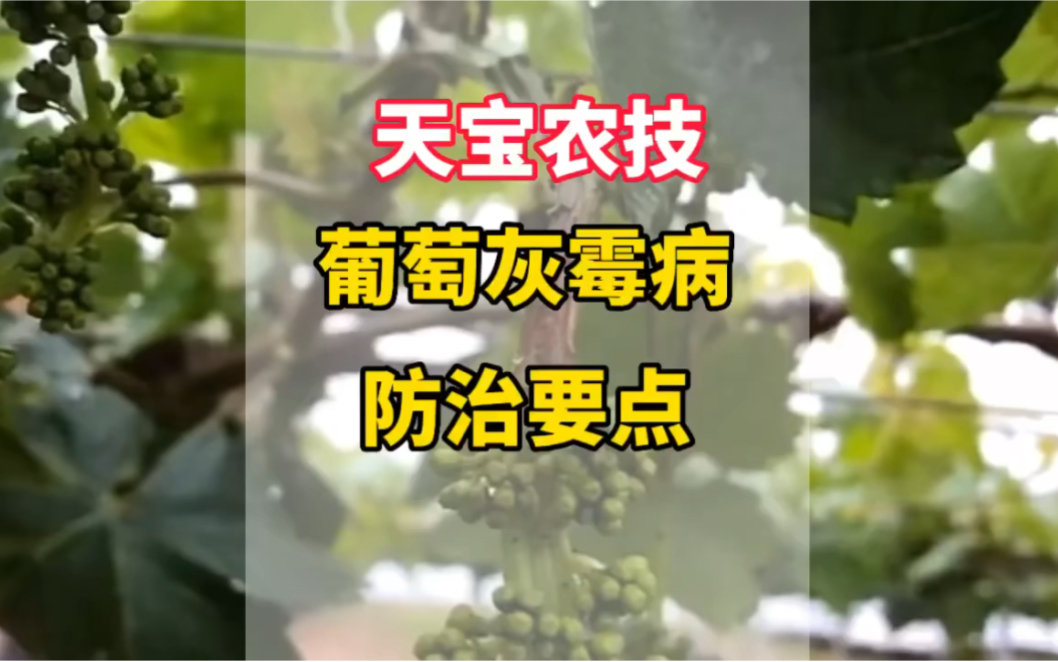 葡萄灰霉病防治要点!