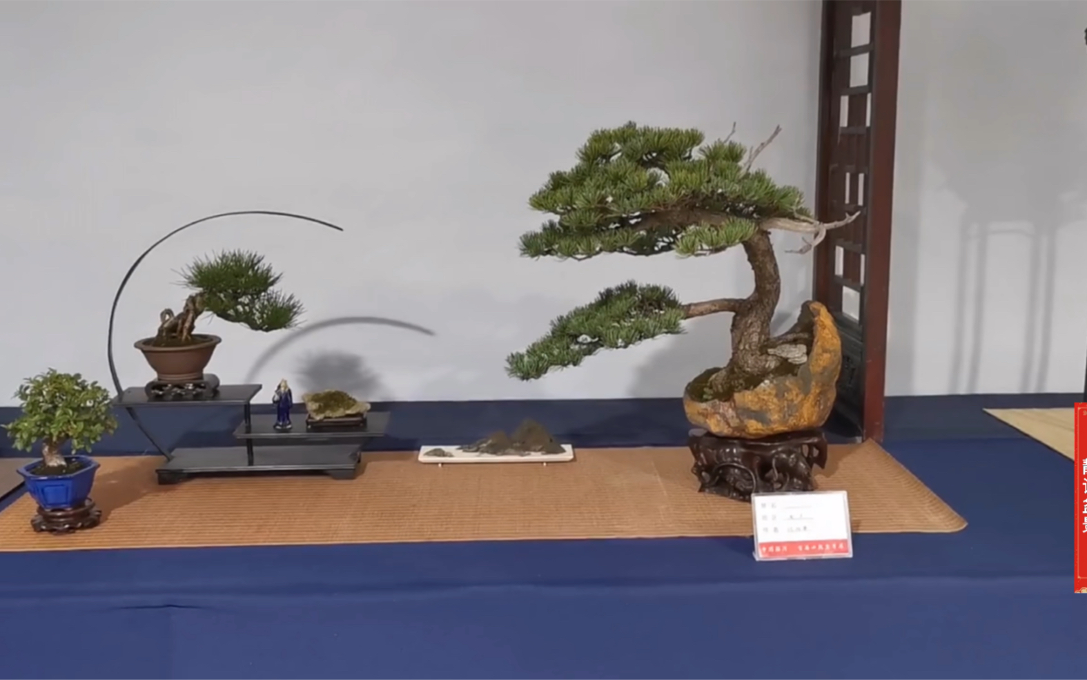 提前观赏2021中国临沂小微盆景展会,精品盆景汇聚一堂,琳琅满目