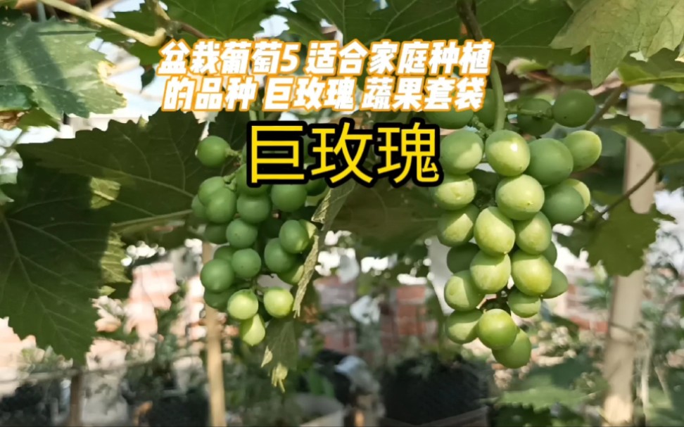 [图]盆栽葡萄5 适合家庭种植的品种 巨玫瑰 蔬果套袋