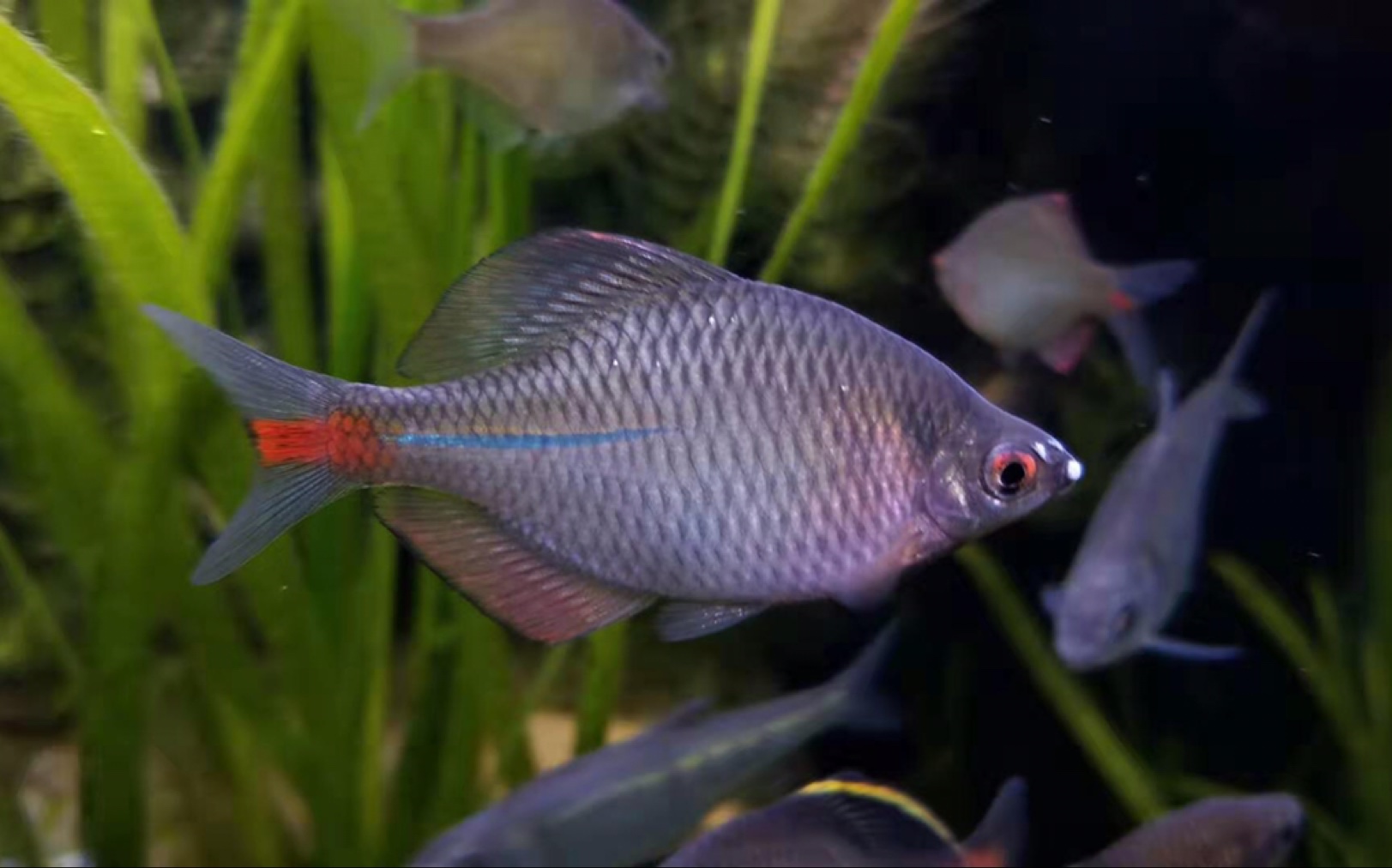 一个静谧幽深的缸以及里面状态爆灯的刺鳍鳑鲏rhodeusspinalis