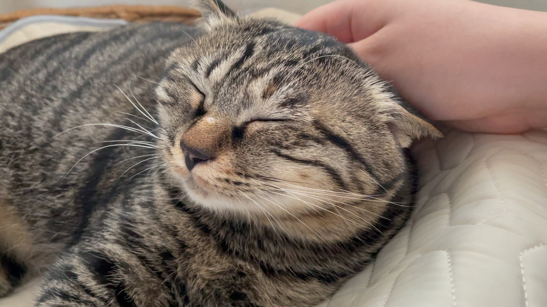 沉浸式摸猫头 猫猫超享受