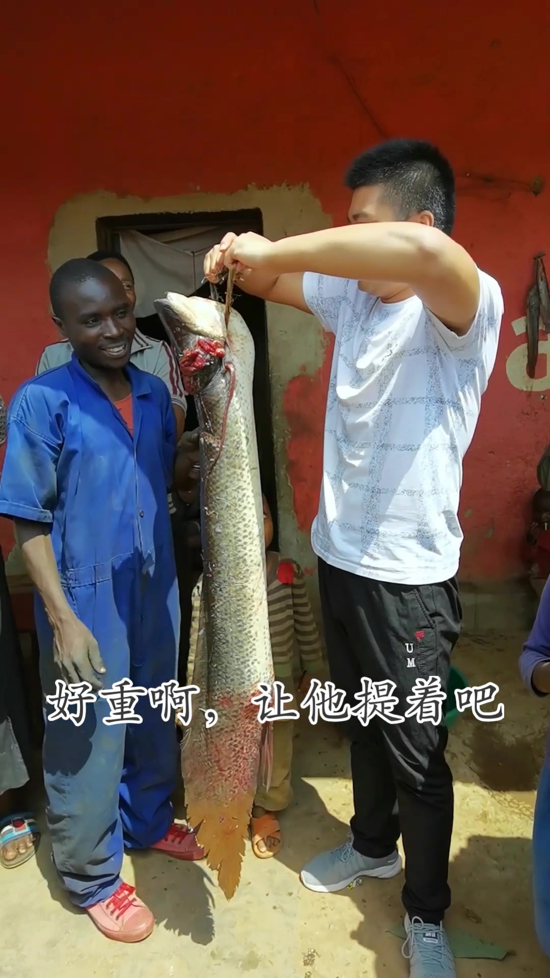 在非洲第一次见这么大的肺鱼,能吃吗