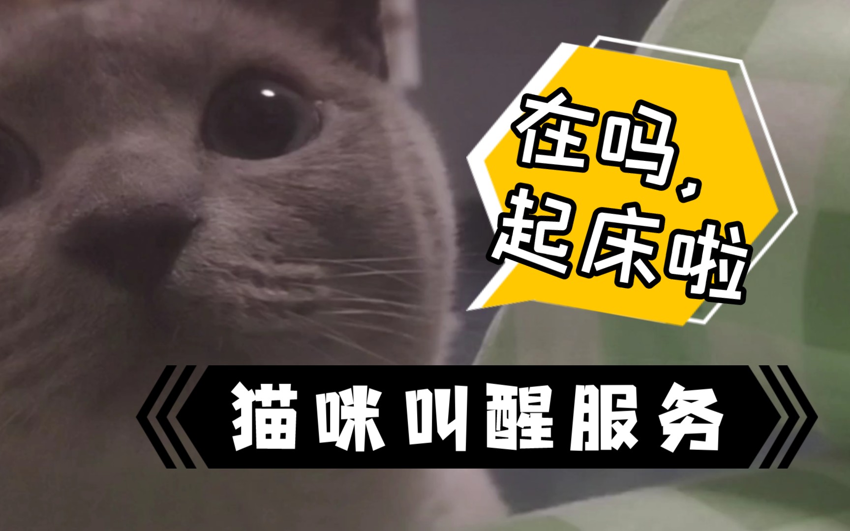 快起床!小猫咪的每日床边叫醒服务