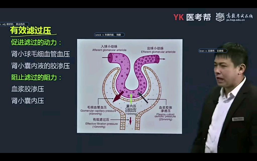 肾小球有效滤过压图片