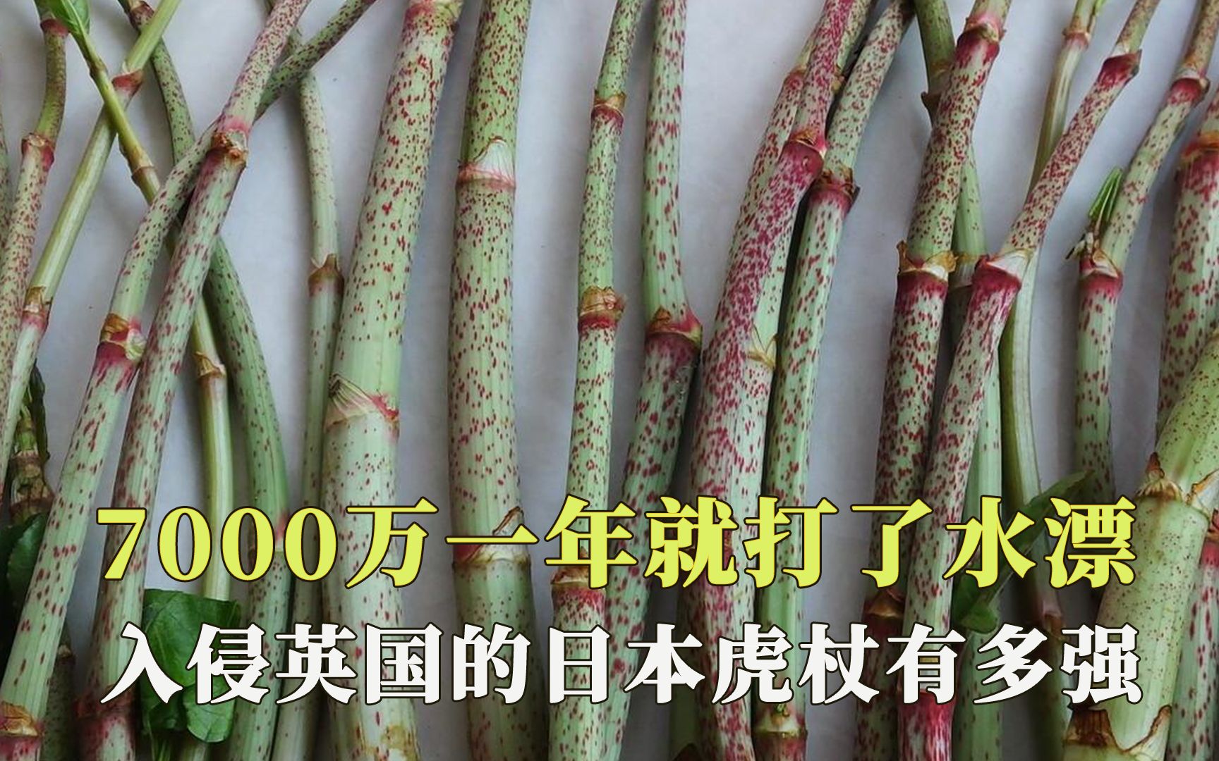 7000万一年就打了水漂,入侵英国的日本虎杖,为何在中国乖巧听话