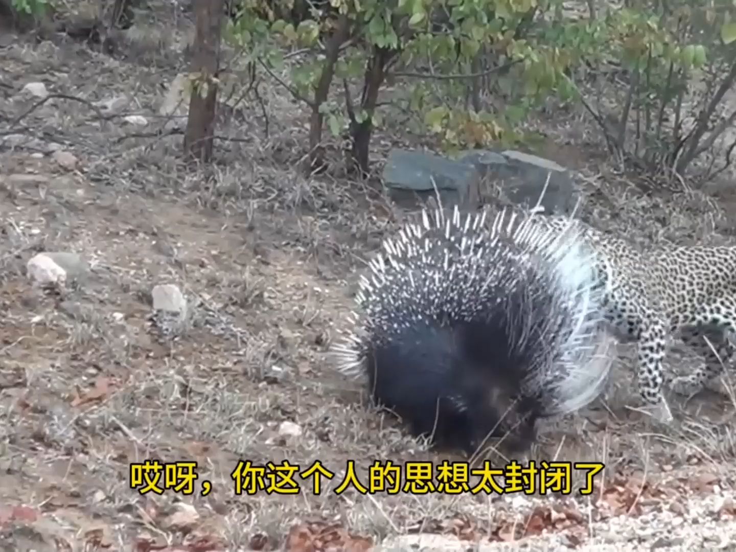 花豹遇上豪豬,也不知道該如何下手動物搞笑配音