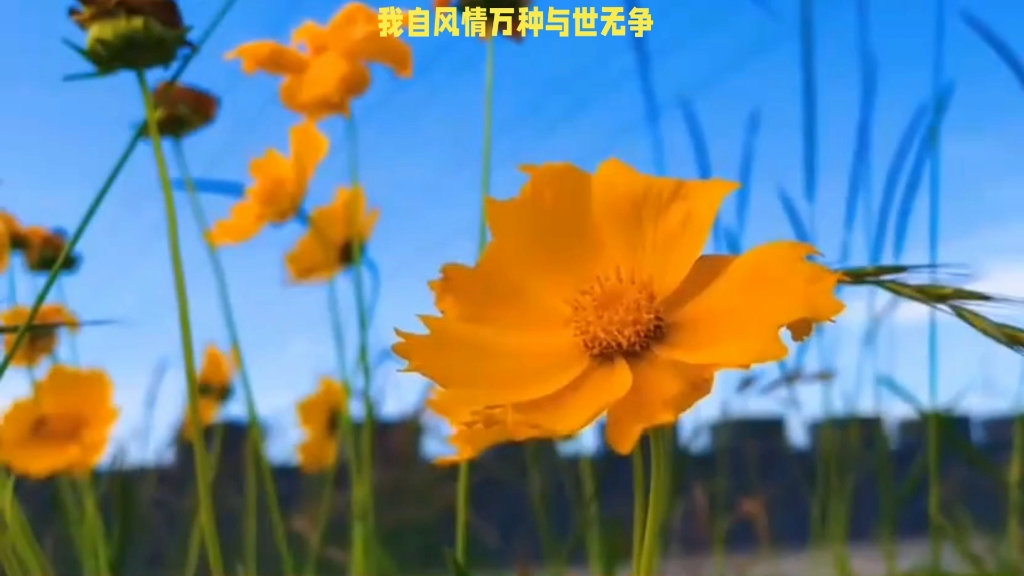 我自风情万种与世无争