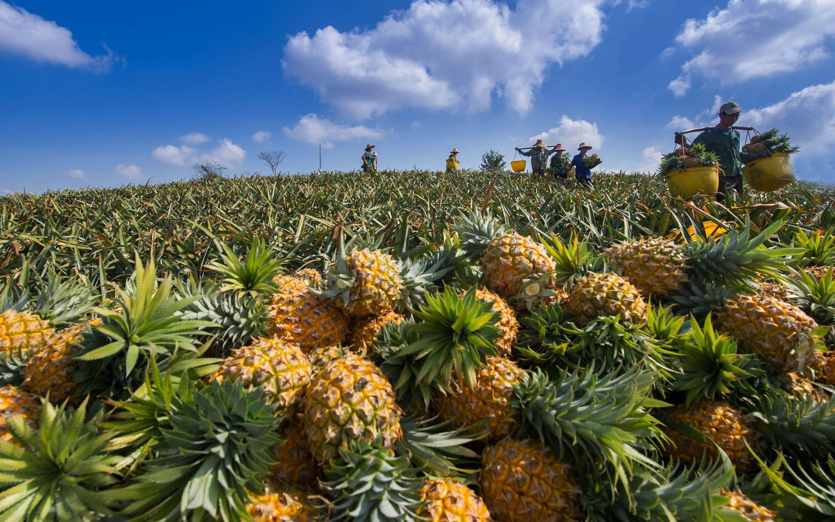 巴西:新型果园生成模式,欣赏菠萝怎样长成的