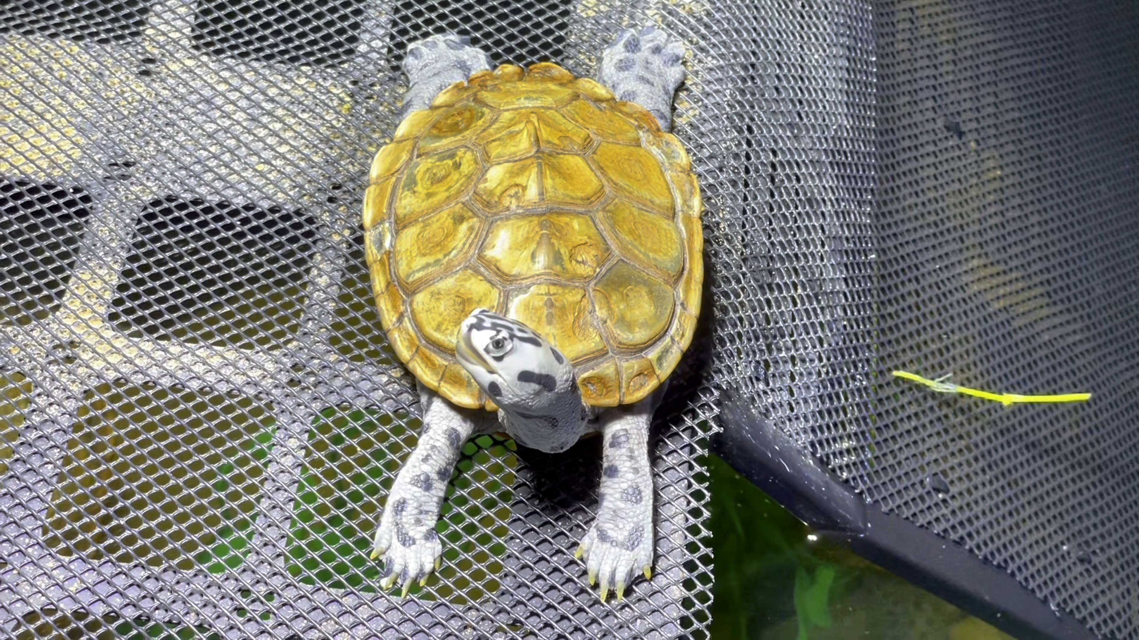 每天都要晒背的钻纹龟,舒服得摆大风车.