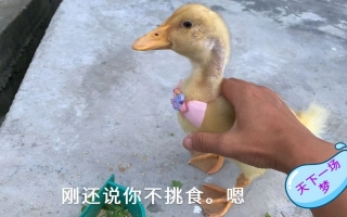 天下一场梦的个人空间 哔哩哔哩 Bilibili