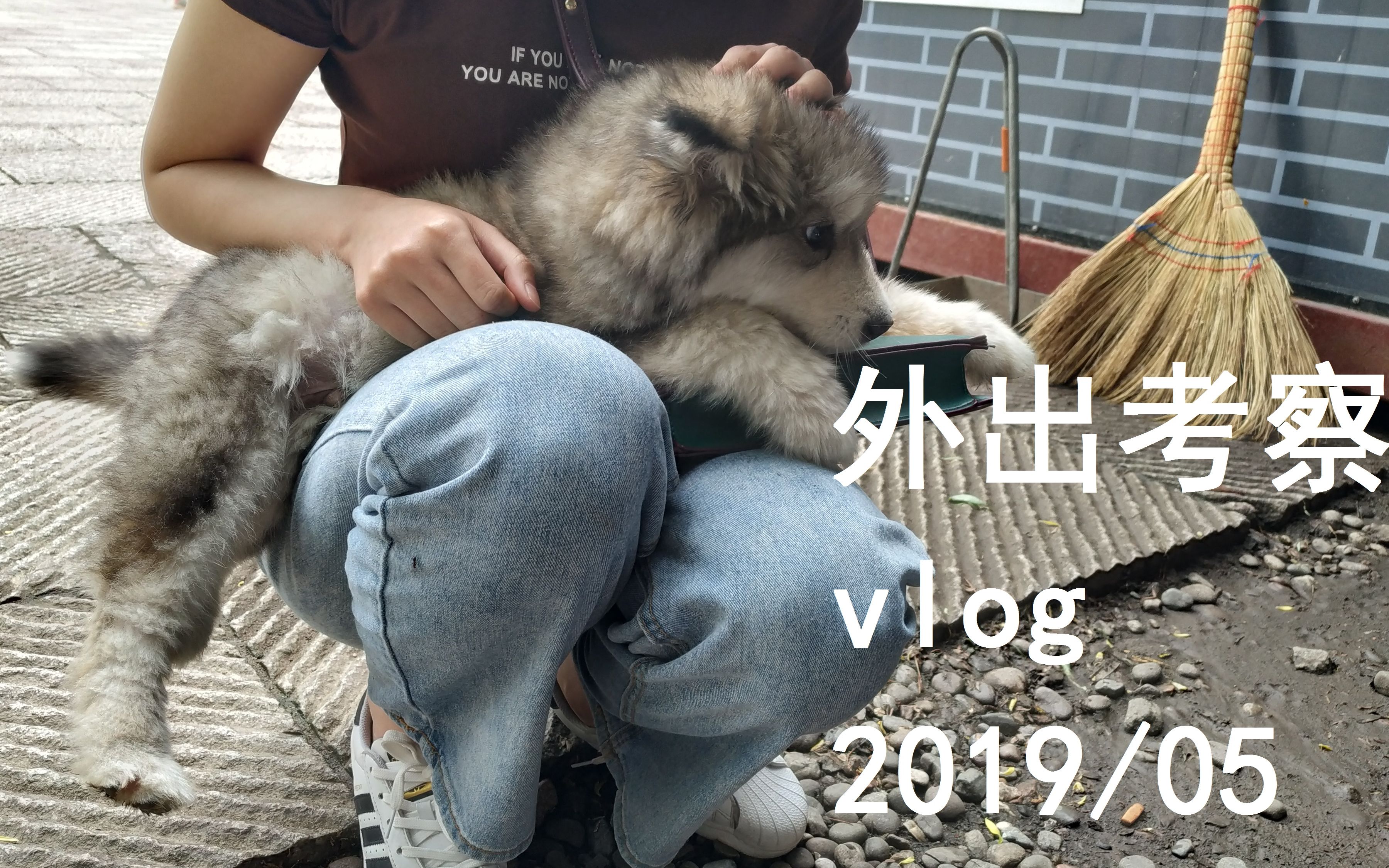 【vlog】2019年5月河南/甘肃/陕西考察完整记录 洛阳 天水麦积山石窟 西安 龙门石窟哔哩哔哩bilibili