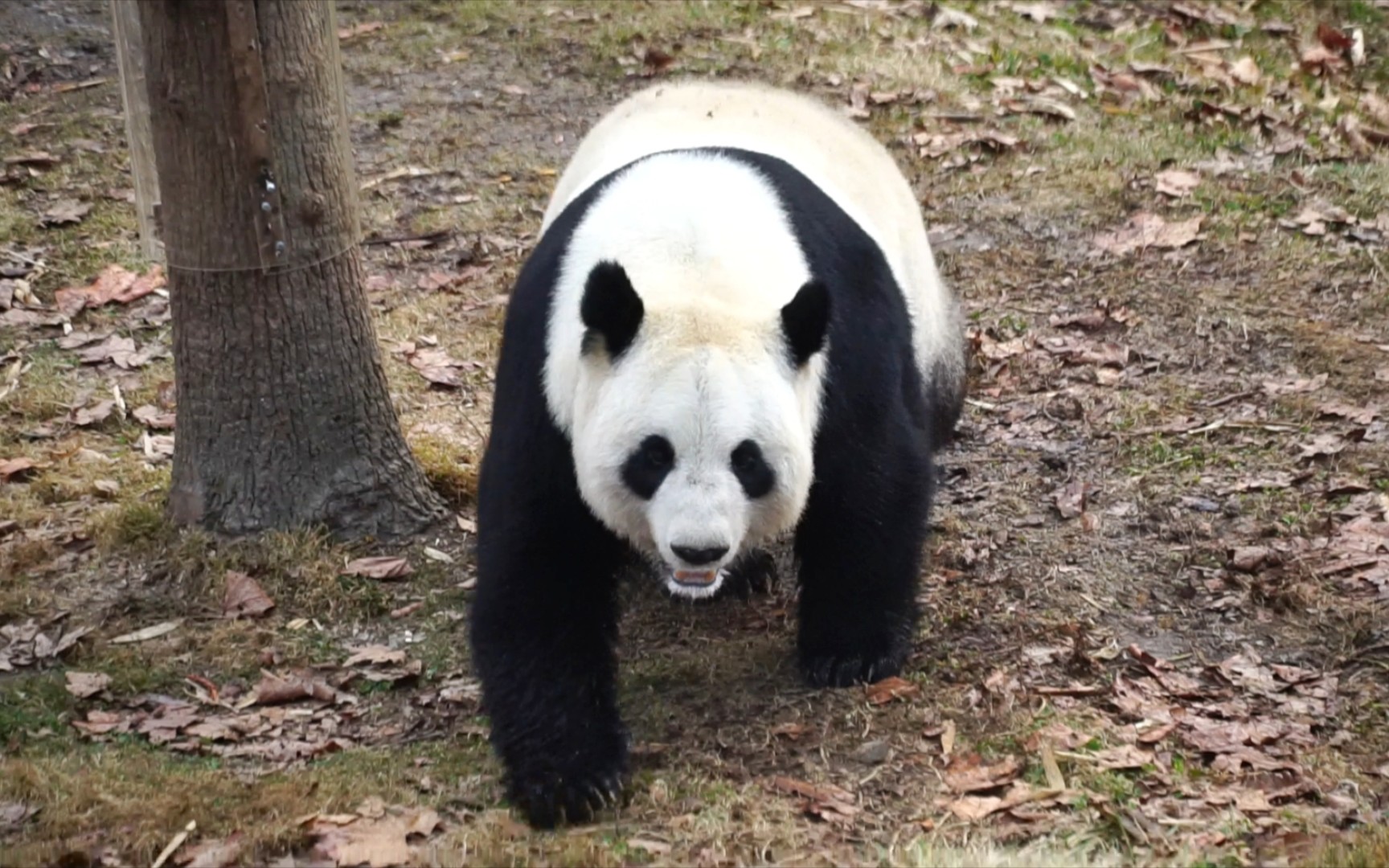 大熊猫科琳图片
