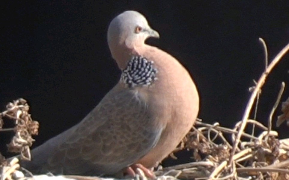 斑鸠对远方有点害怕