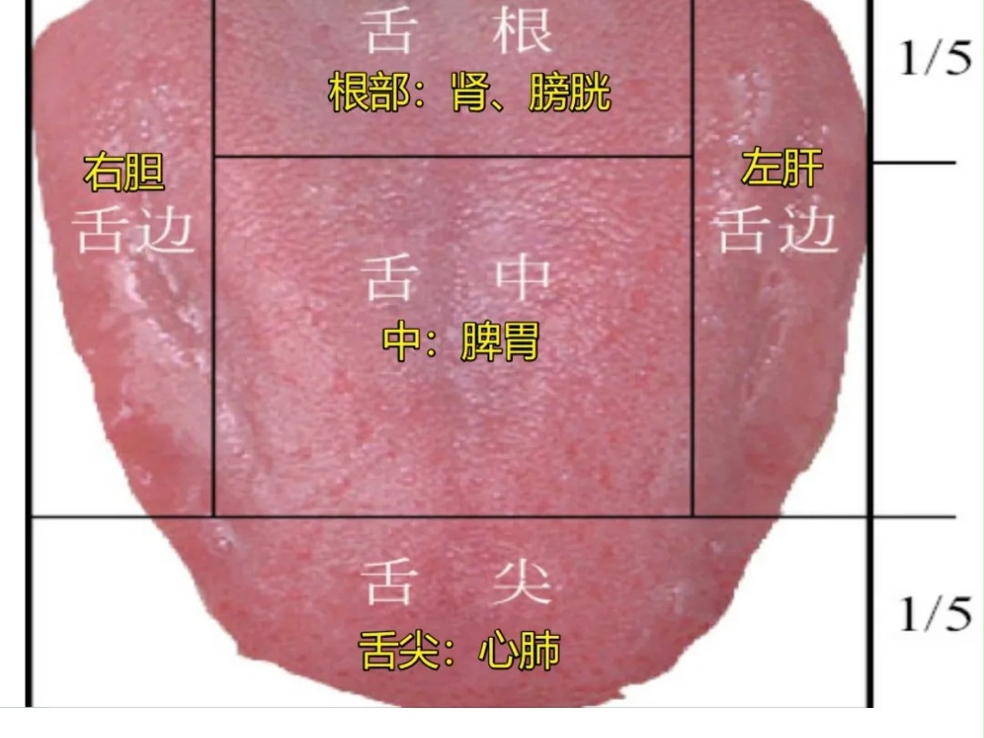 舌背位置图片