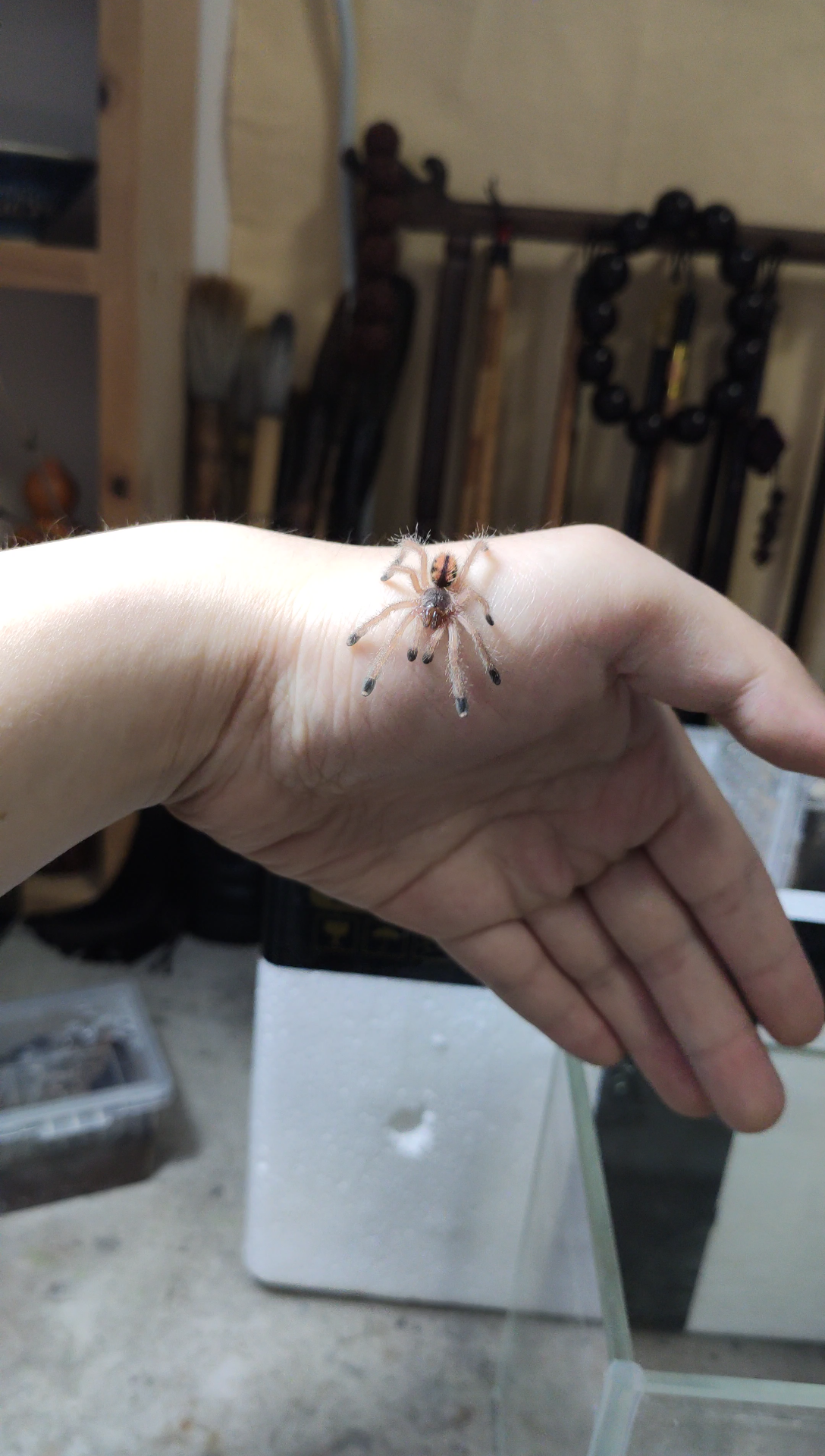 【巴西蓝绿】4k高清 巴西蓝绿粉趾上手视频