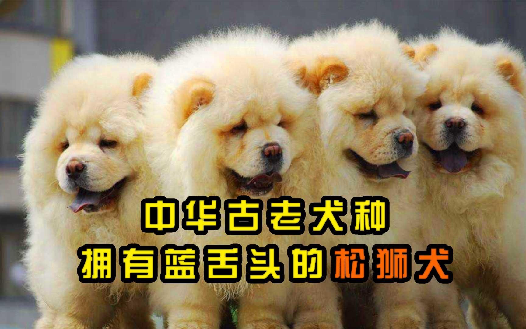 如果你喜欢热情的狗狗,松狮犬,一定不适合你哔哩哔哩bilibili