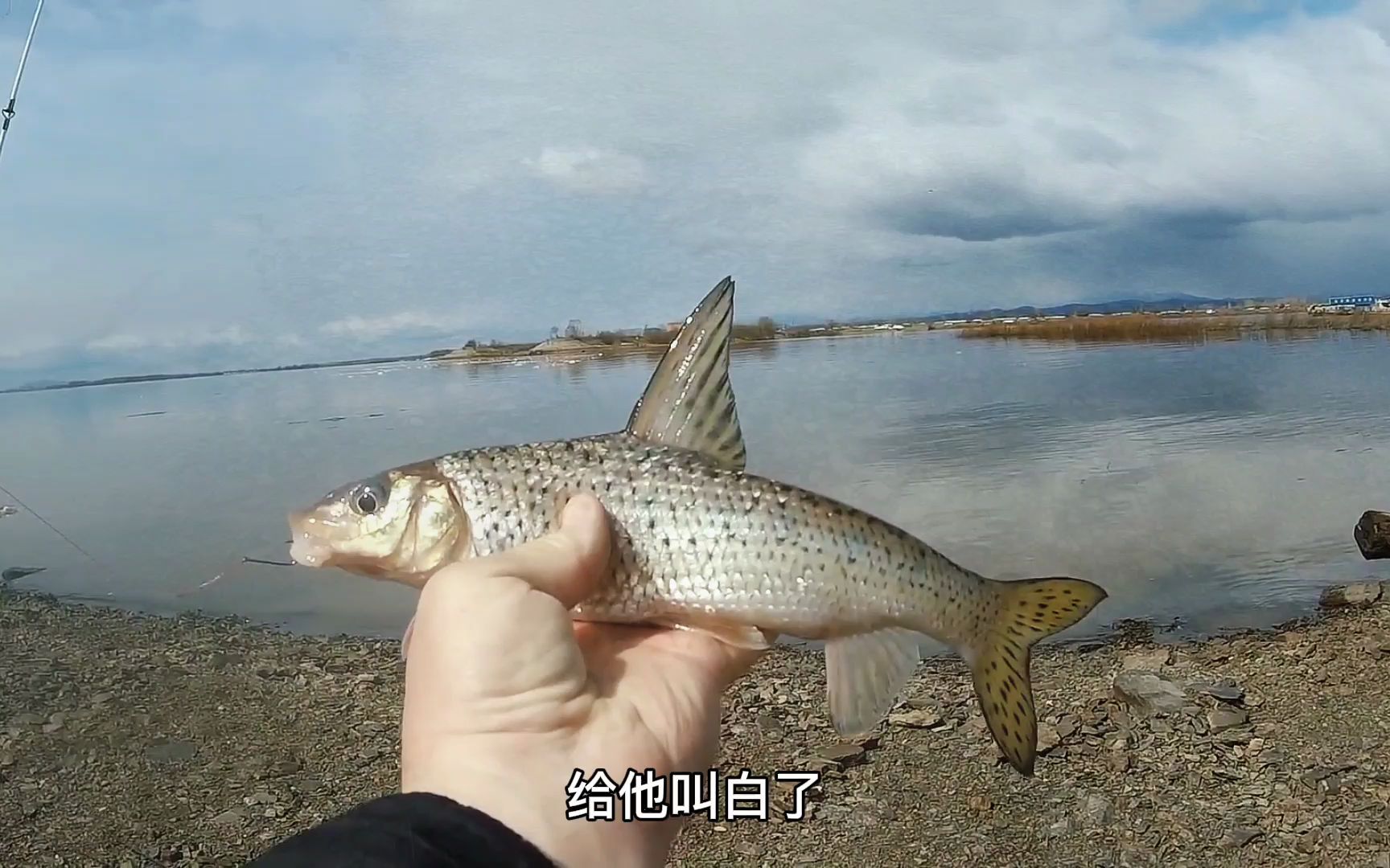 东北三花五罗:鲫花!一种很小的鱼,味道很好但刺太多!哔哩哔哩bilibili