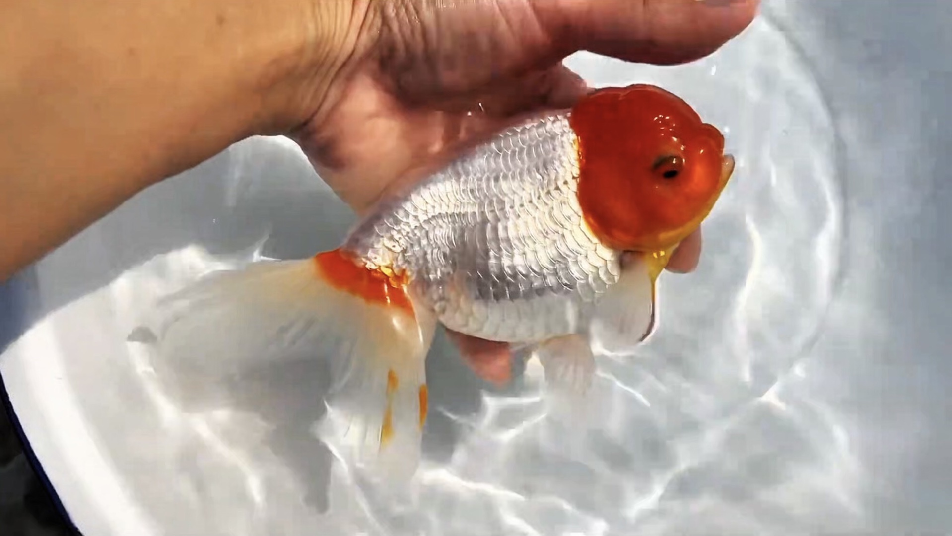 鸿运当头鹅头红金鱼,红白滴逸品观赏鱼.