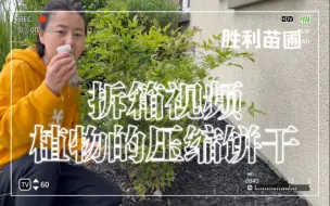 Descargar video: 钉子肥！美国后院园艺懒人必备，拆箱视频植物的压缩饼干～