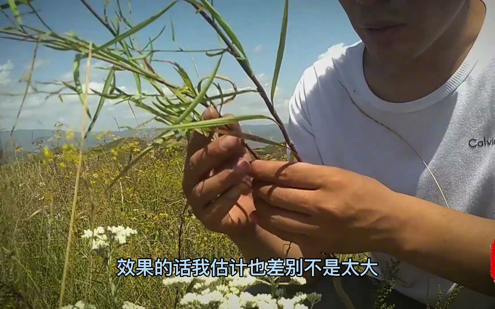 北柴胡怎么识别,野生柴胡和种植柴胡有什么区别哔哩哔哩bilibili