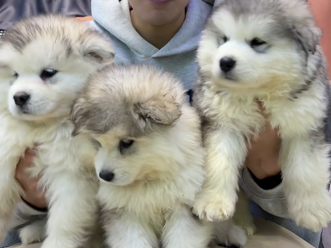 阿拉斯加犬舍分享三只精品熊版灰桃阿拉斯加幼犬.
