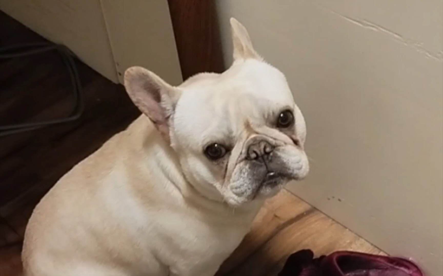 法斗: 都不和我玩..