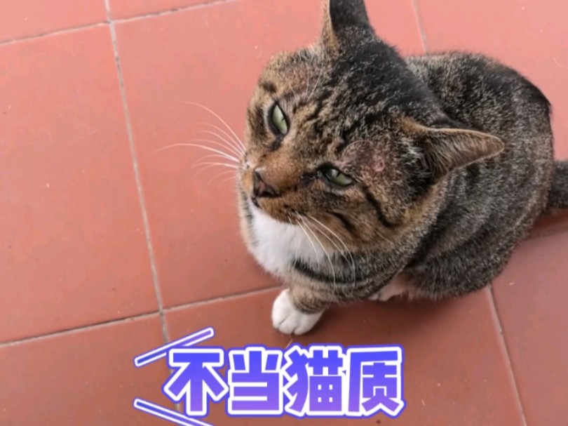 大脸猫要买房哔哩哔哩bilibili