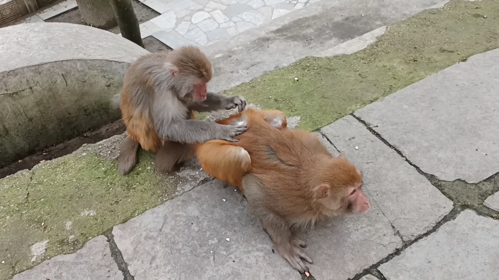 看到猴子谈恋爱