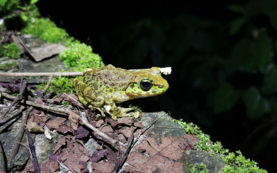 西域(克钦)湍蛙 amolops afghanus
