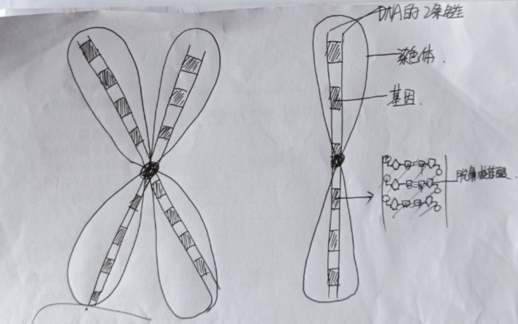 基因、染色体、DNA、脱氧核苷酸的关系哔哩哔哩bilibili