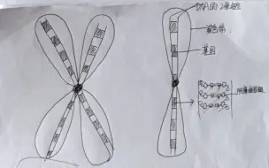 Download Video: 基因、染色体、DNA、脱氧核苷酸的关系