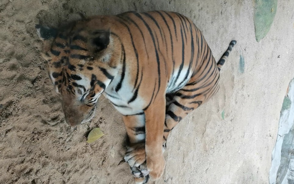 【虎】这睡觉姿势也太沙雕了吧!