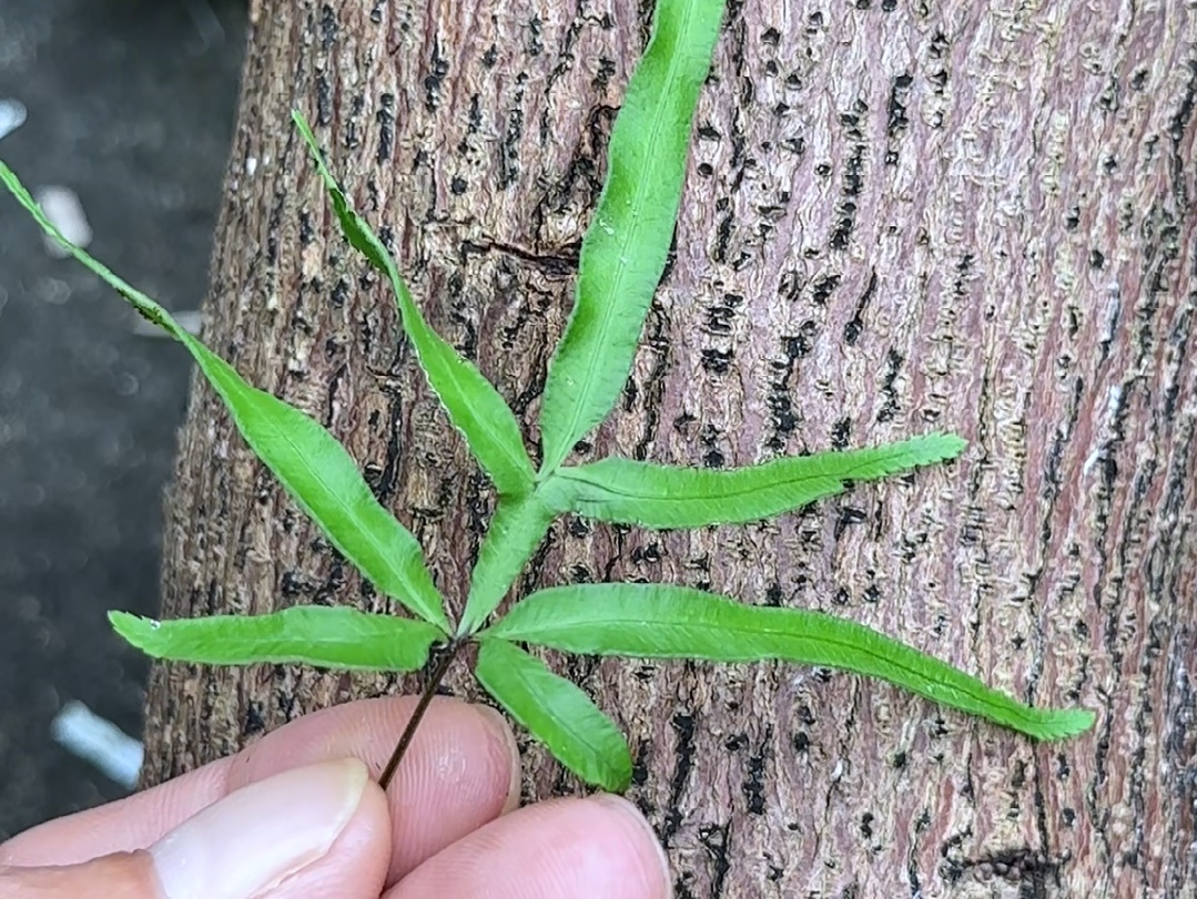 凤尾草,农村常见的蕨类植物,有村民遇到它就采回家哔哩哔哩bilibili