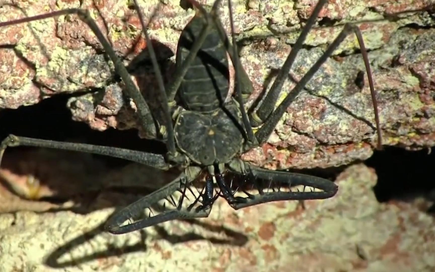 法属圭亚那溶洞里的大鞭蛛
