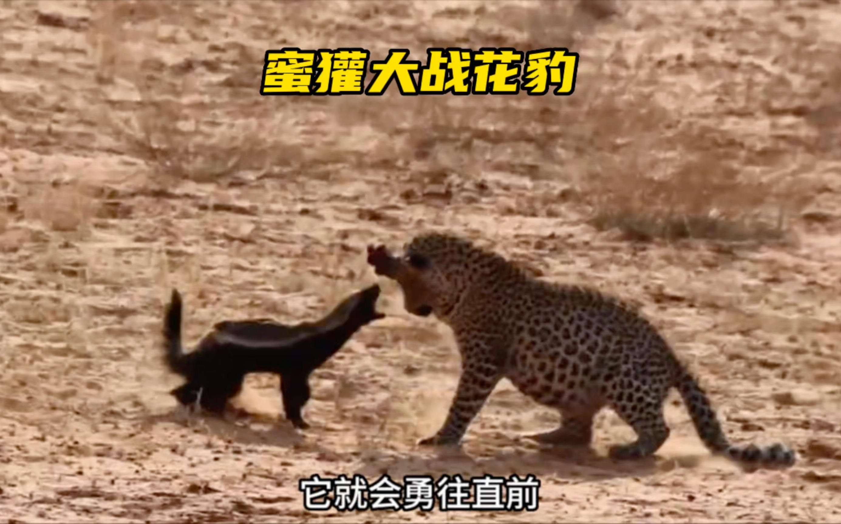 蜜獾与花豹对决,那么到底谁会赢呢