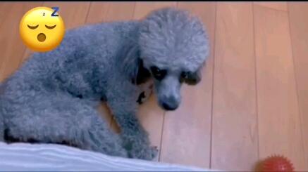 聪明的狗子会算数 哔哩哔哩 つロ干杯 Bilibili