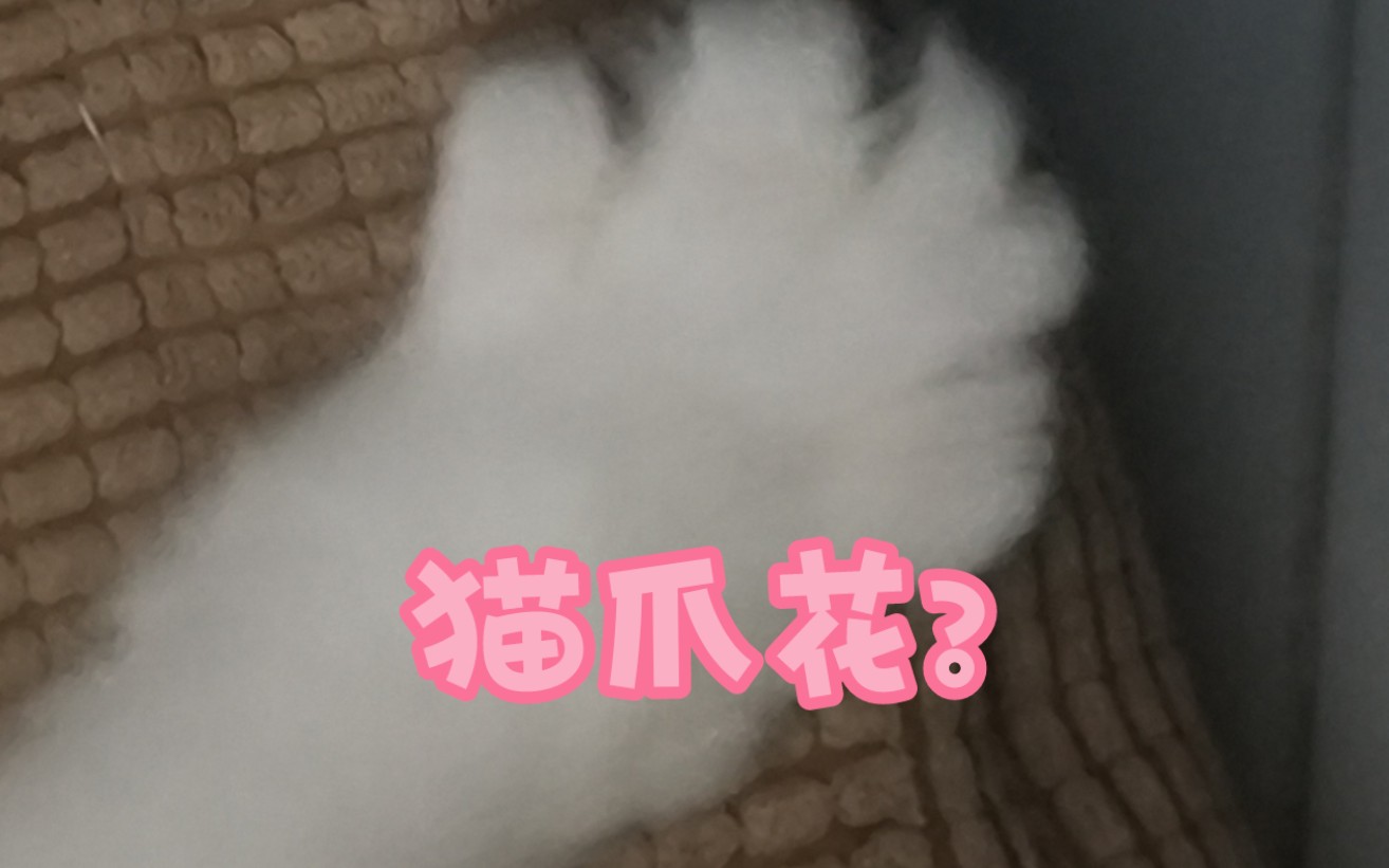 近距离观看猫爪花开花过程哔哩哔哩bilibili