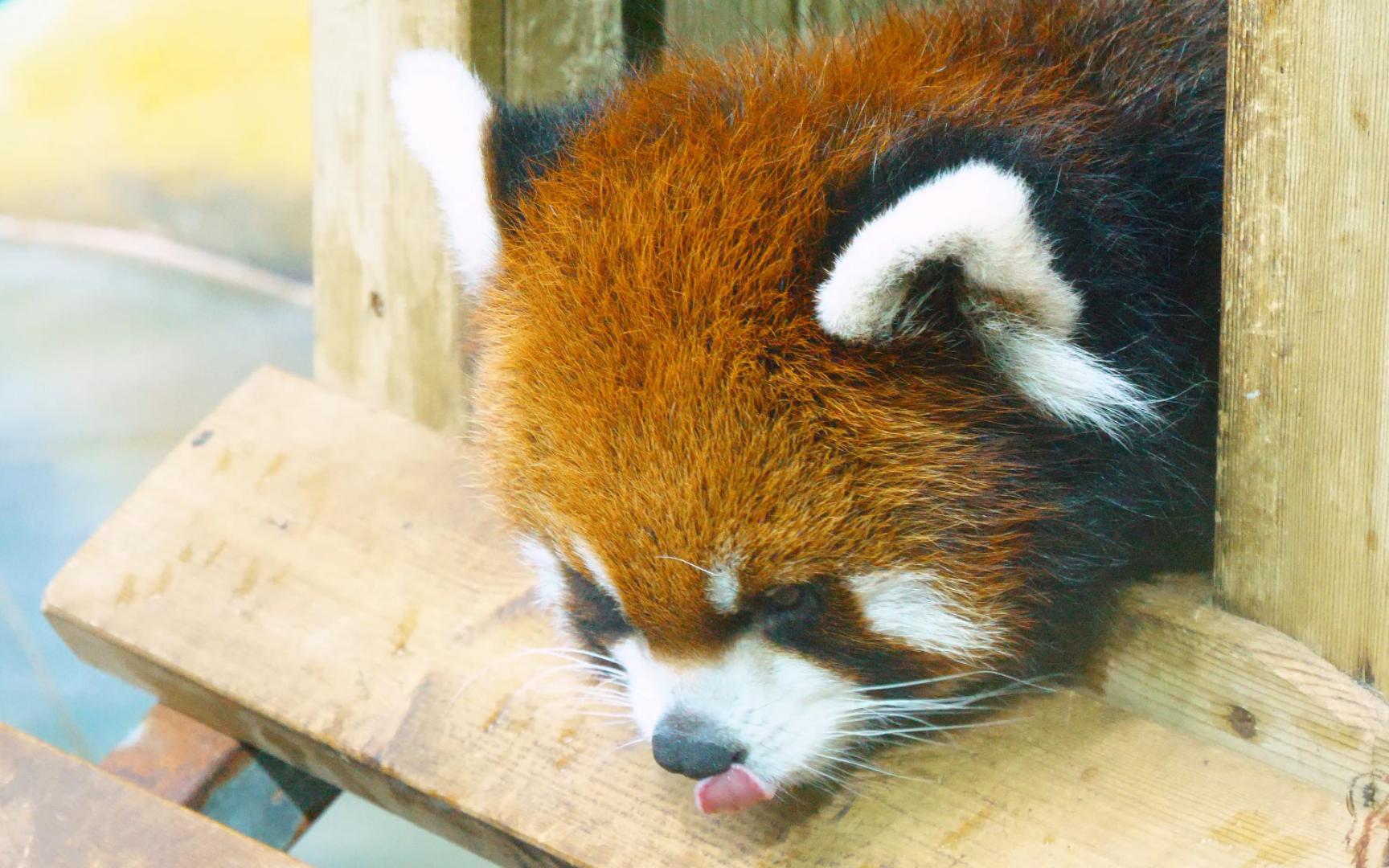 【小熊猫窝窝头】天下小熊猫心事共一石 头酱独占八斗