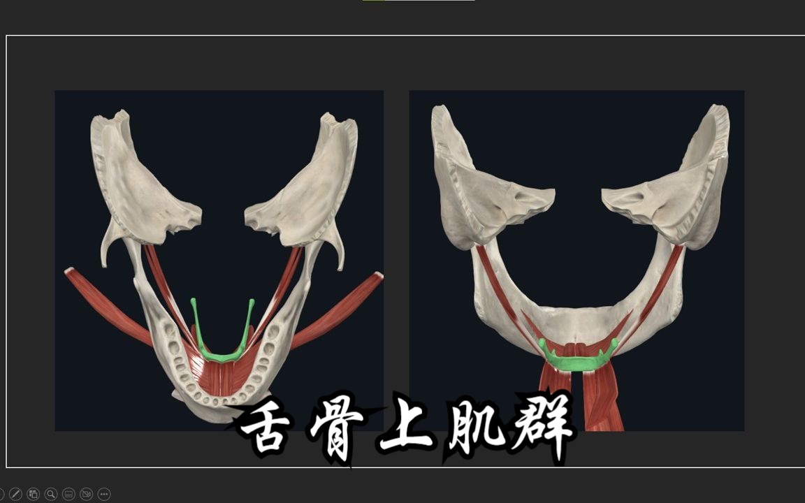 颈部肌肉:舌骨上肌群及其功能