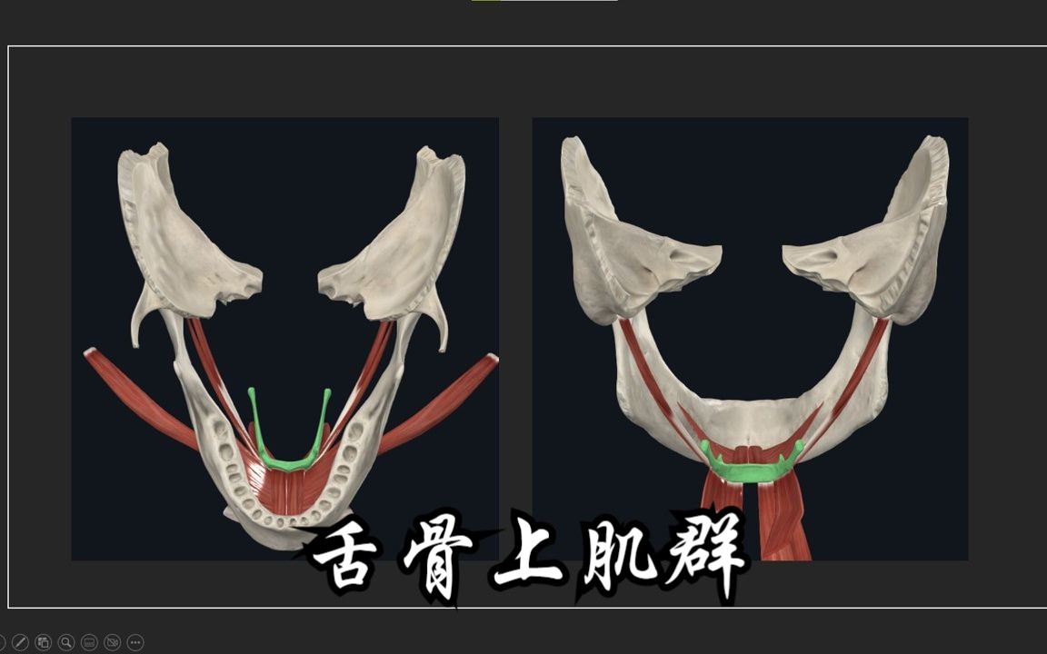 舌骨舌肌的位置图图片