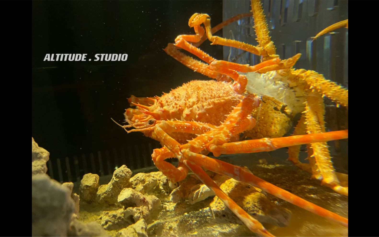 【日本拟人面蟹】经历3个小时成功蜕壳,来欣赏一下吧.