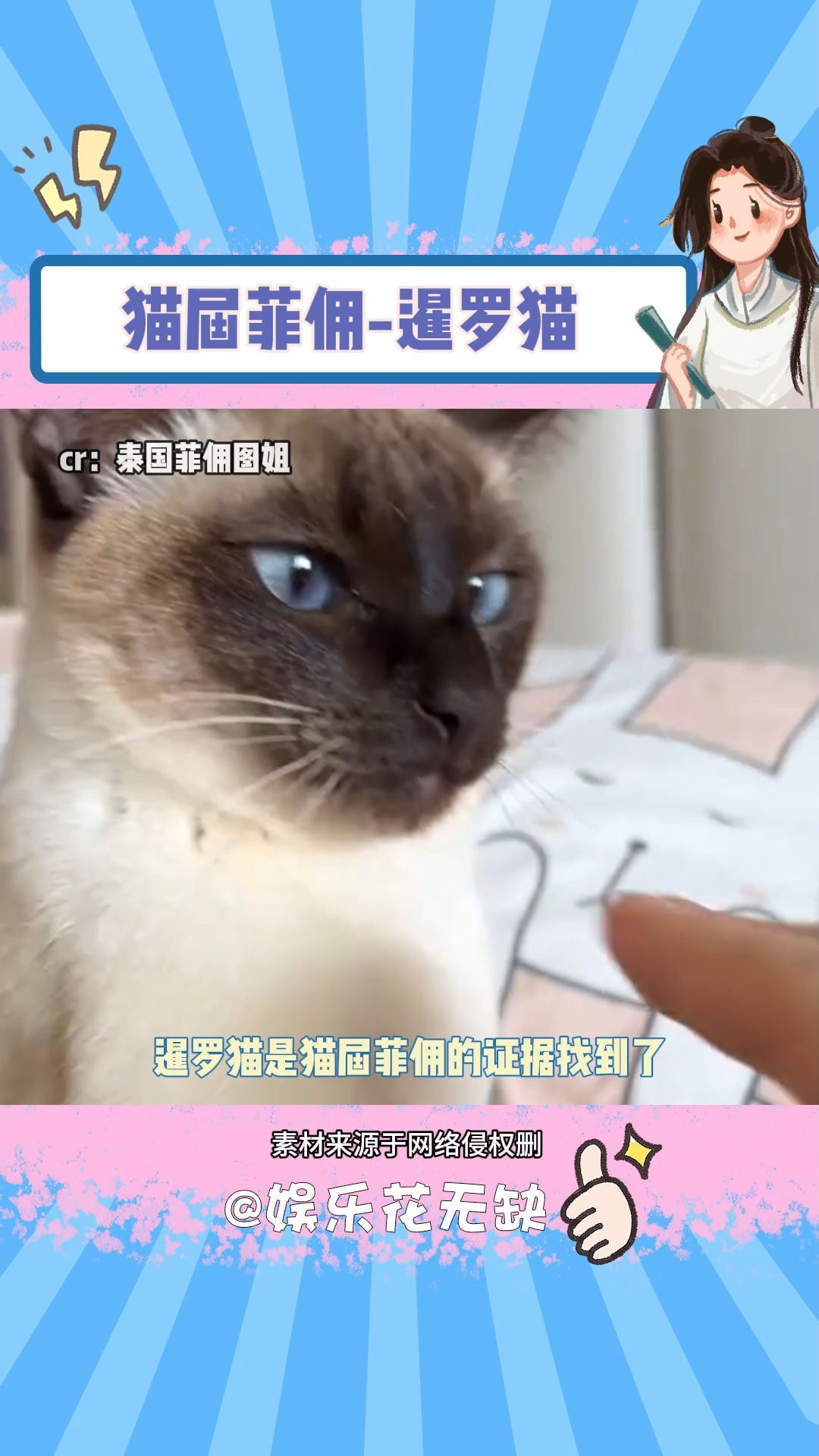 暹罗猫是猫届菲佣的证据找到了