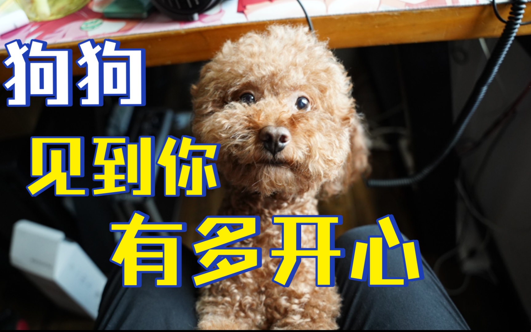 狗狗见到你有多开心